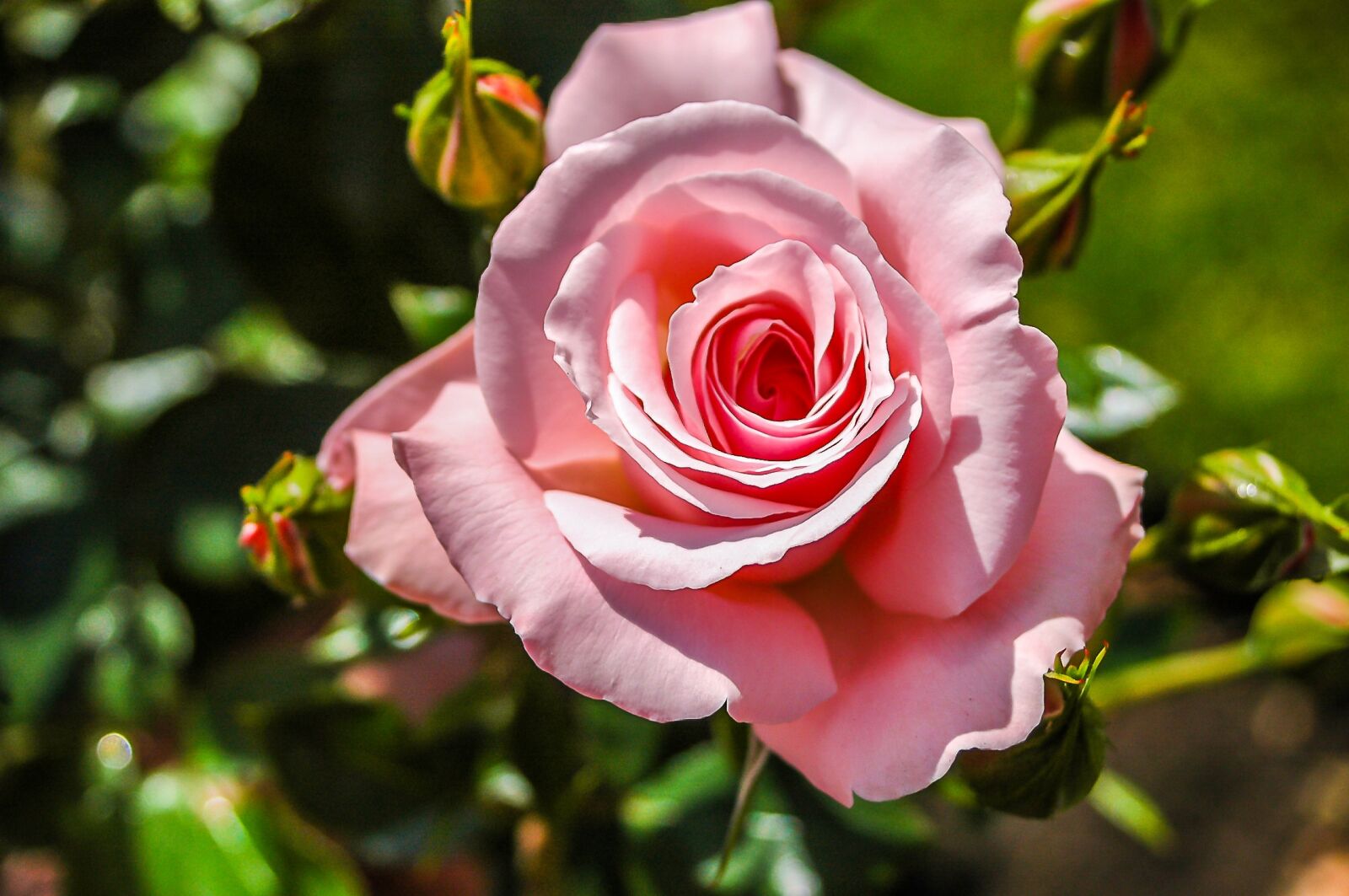 Nikon D70 sample photo. Rose, pink, pink rose photography