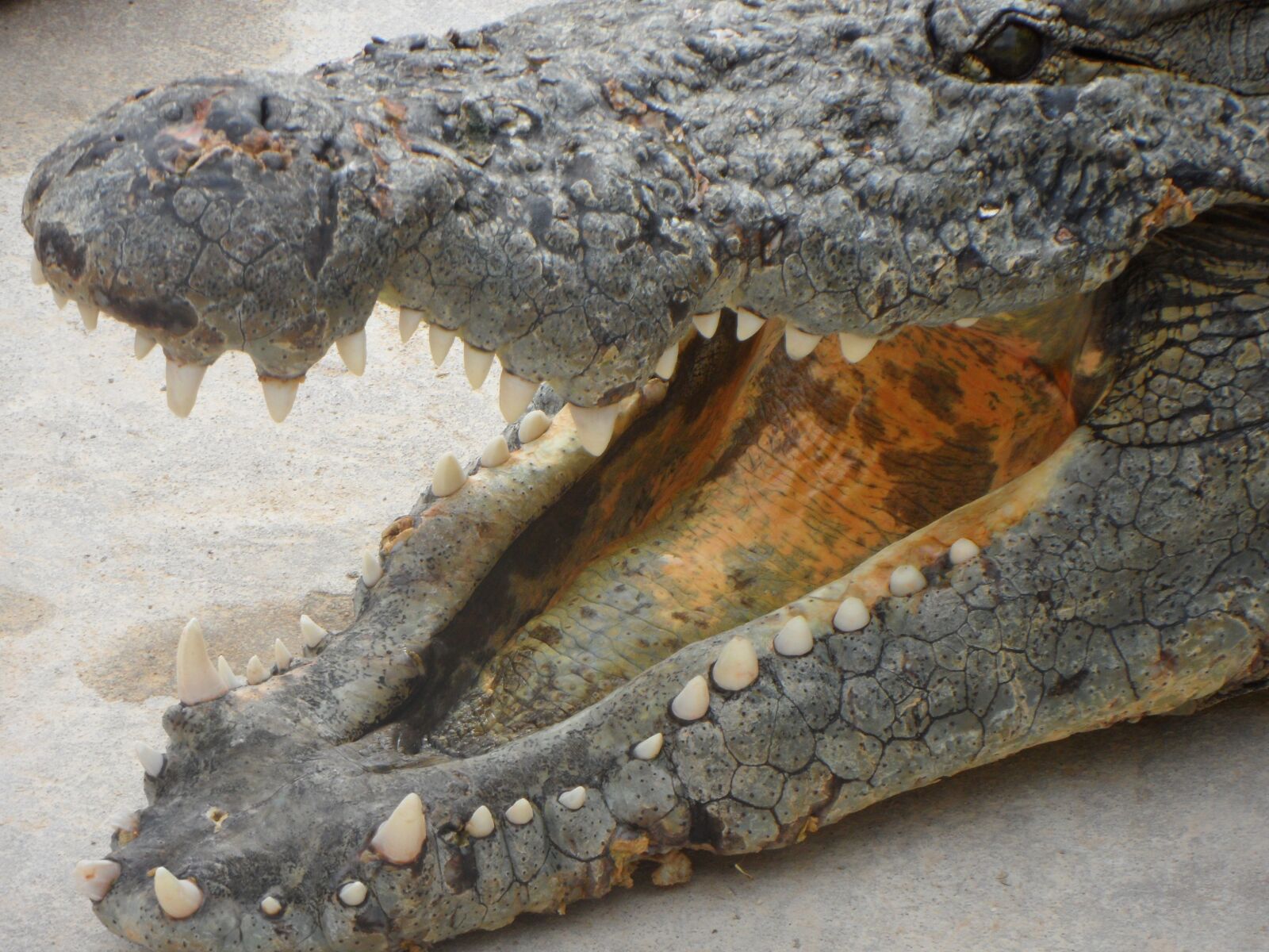 Samsung WB600 / VLUU WB600 /  WB610 sample photo. Reptile, crocodile, dangerous photography