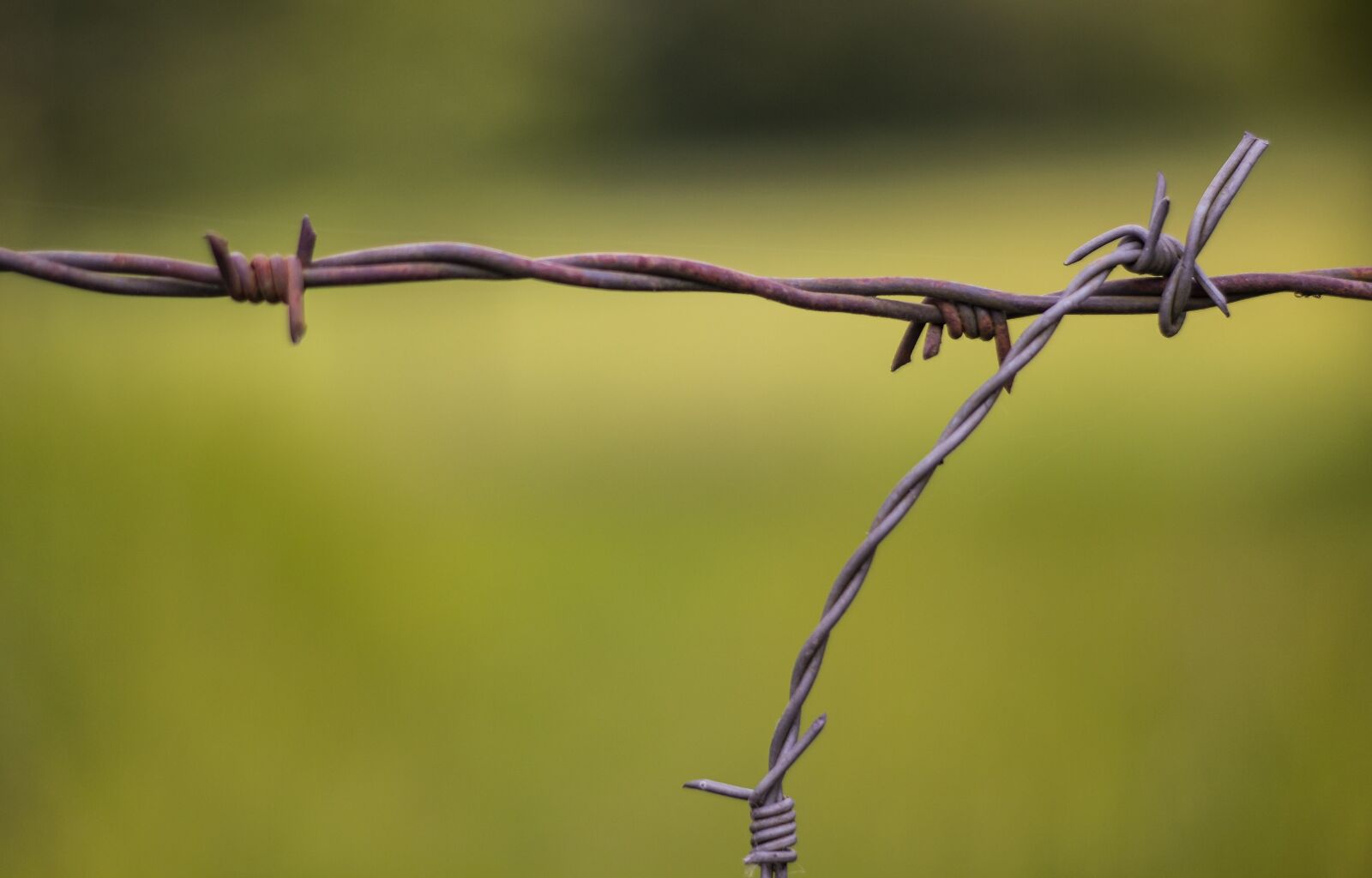 Canon EF 50mm f/1.8 sample photo. Barbed wire, wire, fence photography