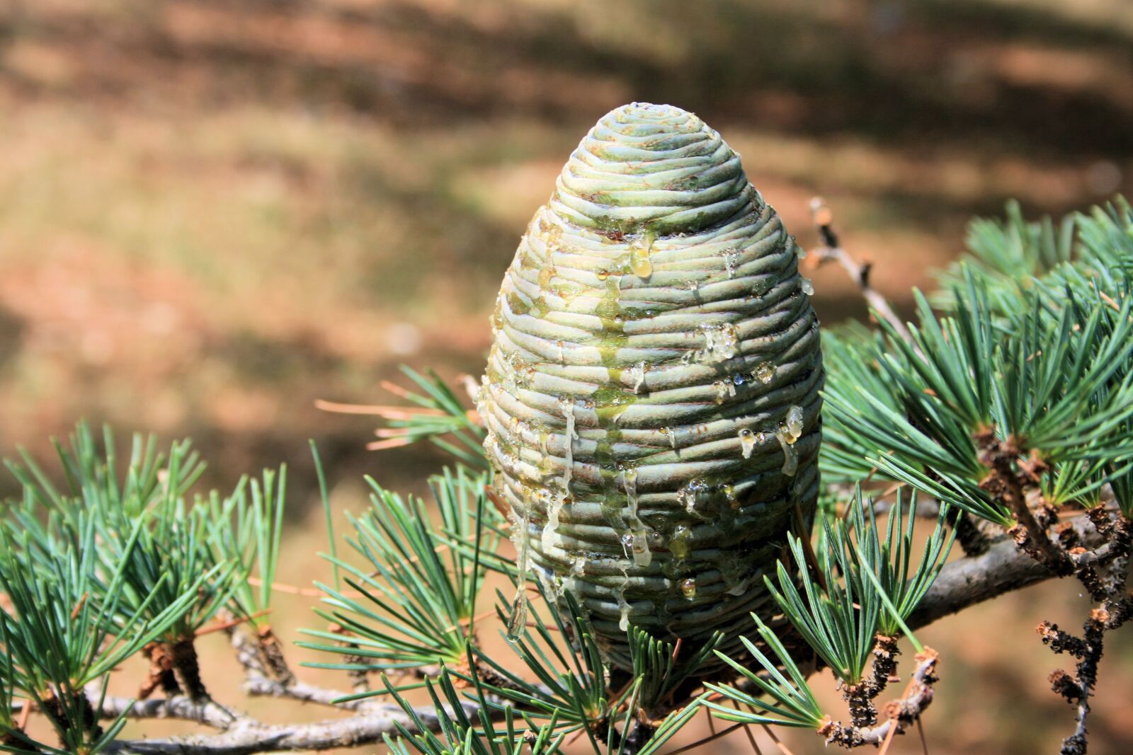 Canon EOS 400D (EOS Digital Rebel XTi / EOS Kiss Digital X) sample photo. Pinecone, tree, pinecones photography