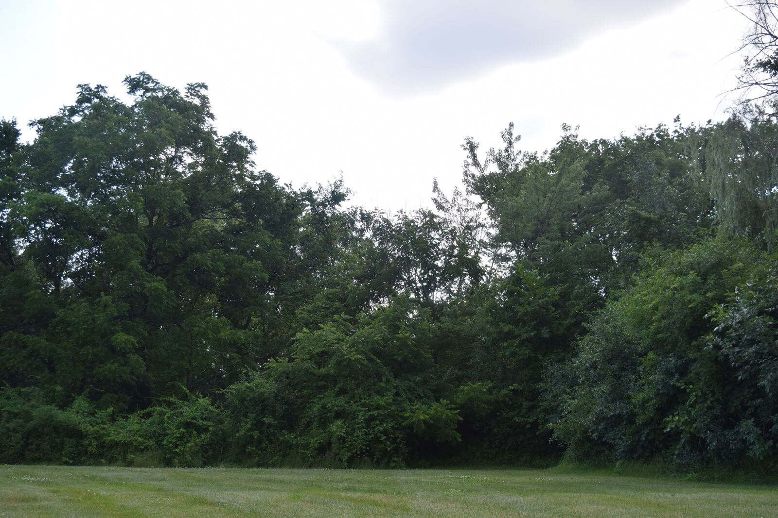 Nikon D3300 sample photo