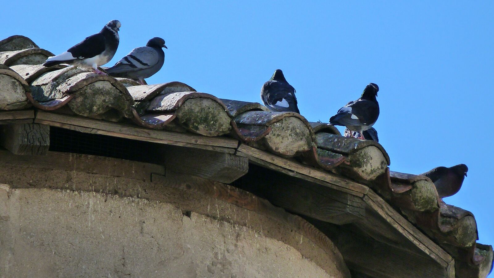 Panasonic Lumix DMC-FZ40 (Lumix DMC-FZ45) sample photo. Birds, nature, pigeons photography