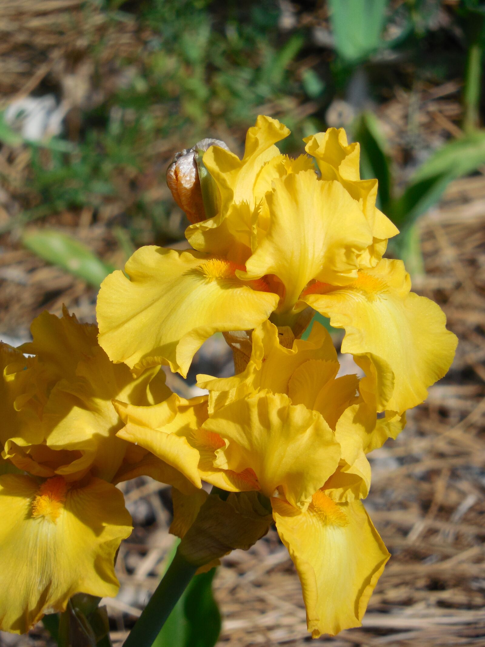 Nikon COOLPIX L620 sample photo. Iris, flower, nature photography