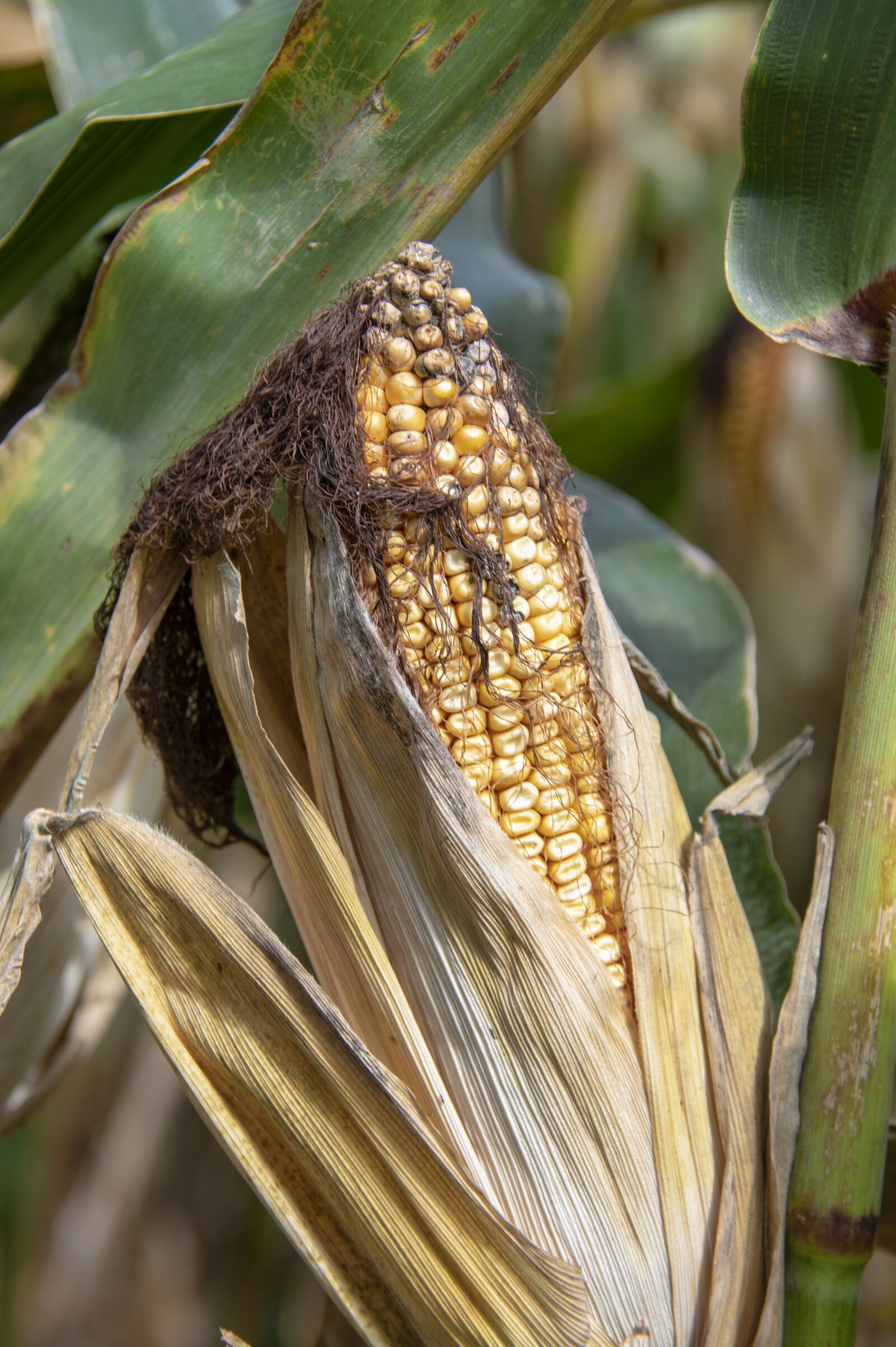 Nikon D850 sample photo. Corn, farm, nature photography