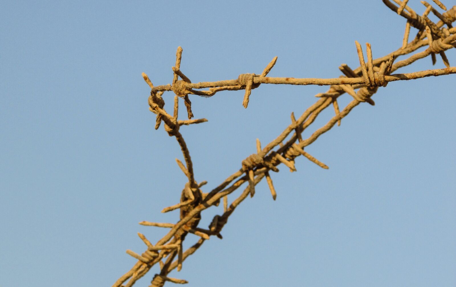 Canon PowerShot SX400 IS sample photo. Wire, fence, barbed photography