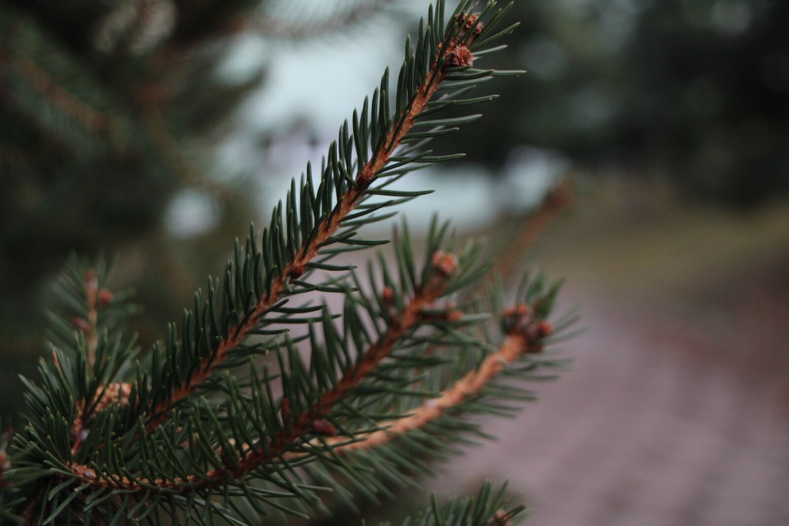 Canon EOS 2000D (EOS Rebel T7 / EOS Kiss X90 / EOS 1500D) sample photo. Tree, nature, green photography