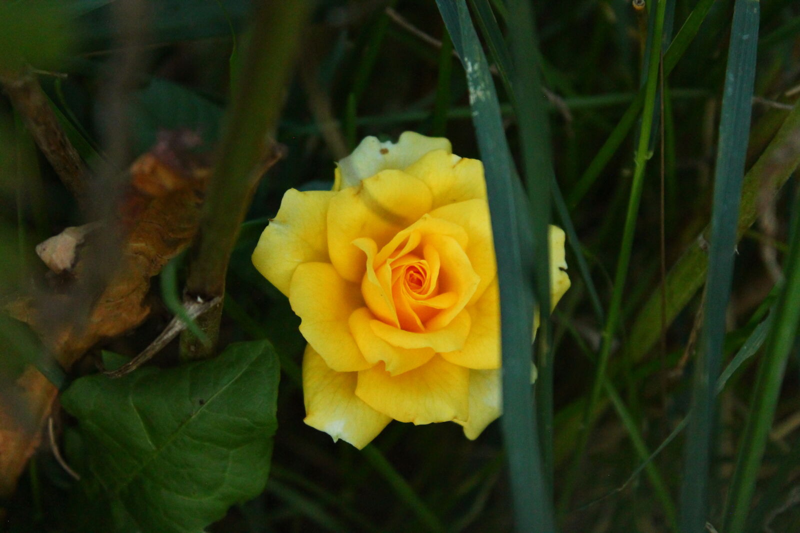 Canon EOS 1100D (EOS Rebel T3 / EOS Kiss X50) sample photo. Flower photography
