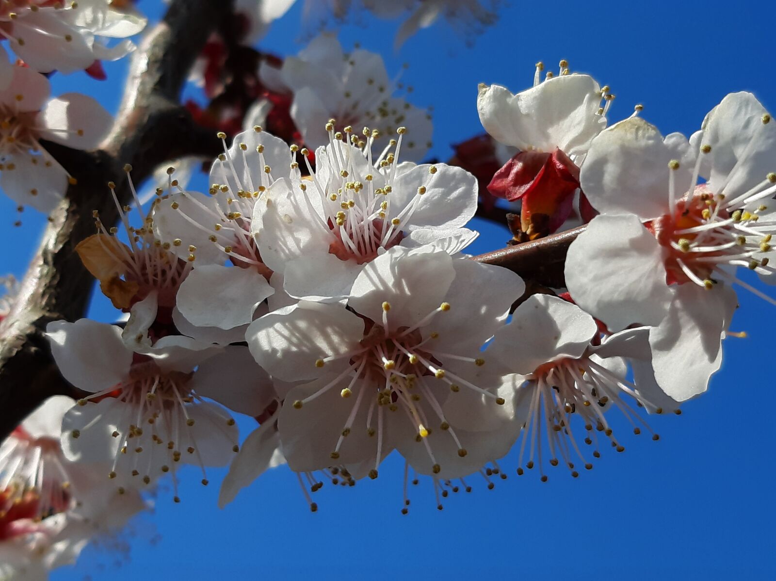 Samsung Galaxy A50 sample photo. Spring, bloom, flowers photography