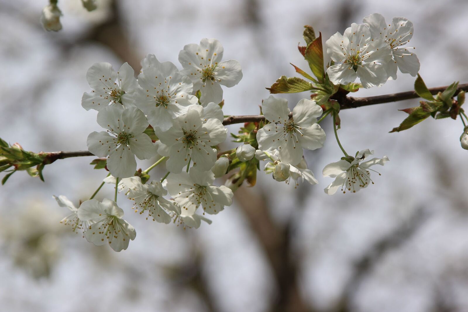 Canon EOS 600D (Rebel EOS T3i / EOS Kiss X5) + Canon EF 28-135mm F3.5-5.6 IS USM sample photo. Flower, cherry, branch photography