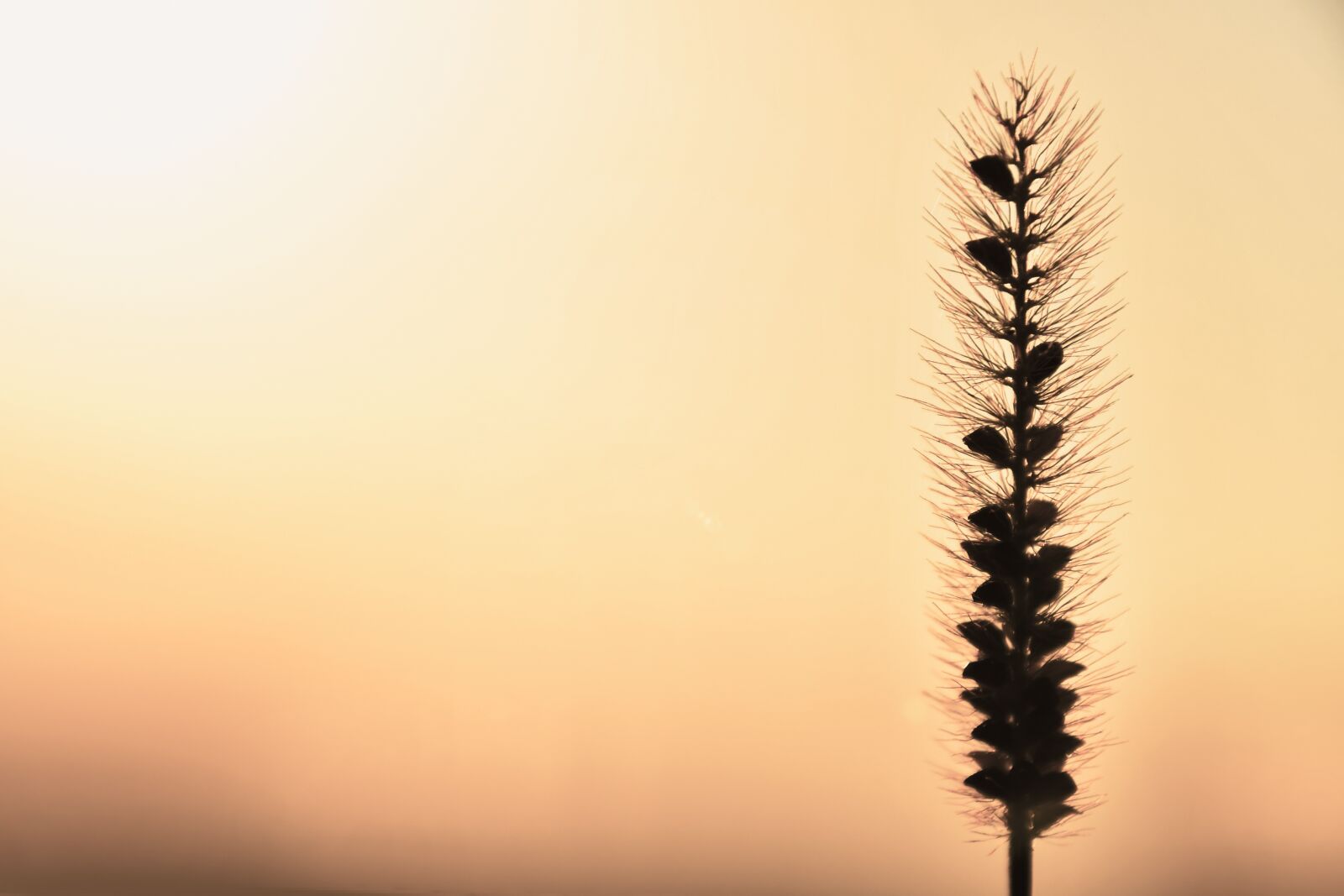 Nikon D7500 sample photo. Dawn, grass, by chaitanya photography