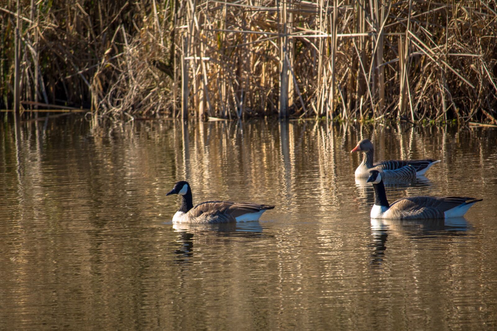 Canon EOS 100D (EOS Rebel SL1 / EOS Kiss X7) sample photo. Geese, goose, water photography