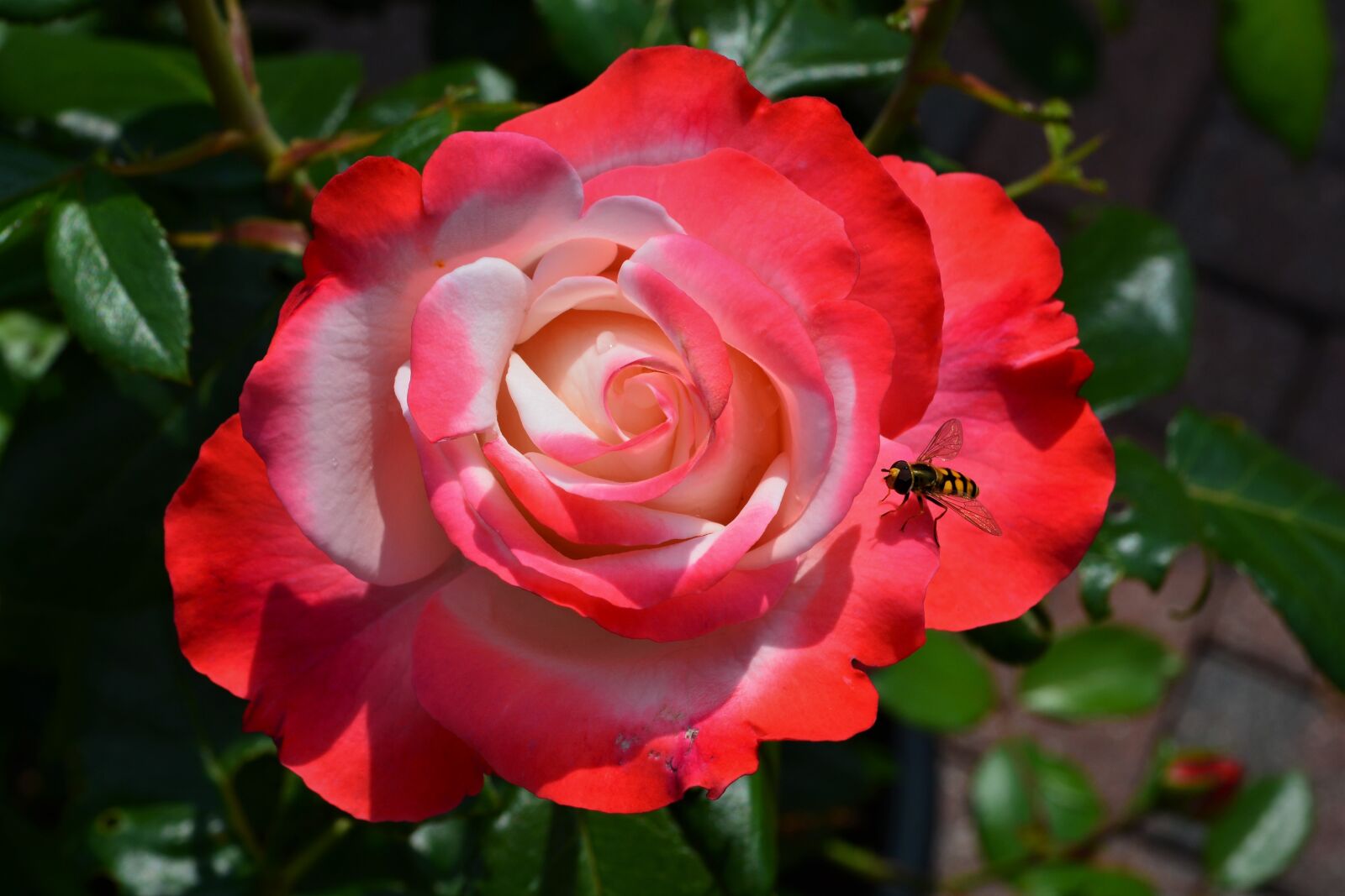 Nikon D5200 sample photo. Rose, blossom, bloom photography
