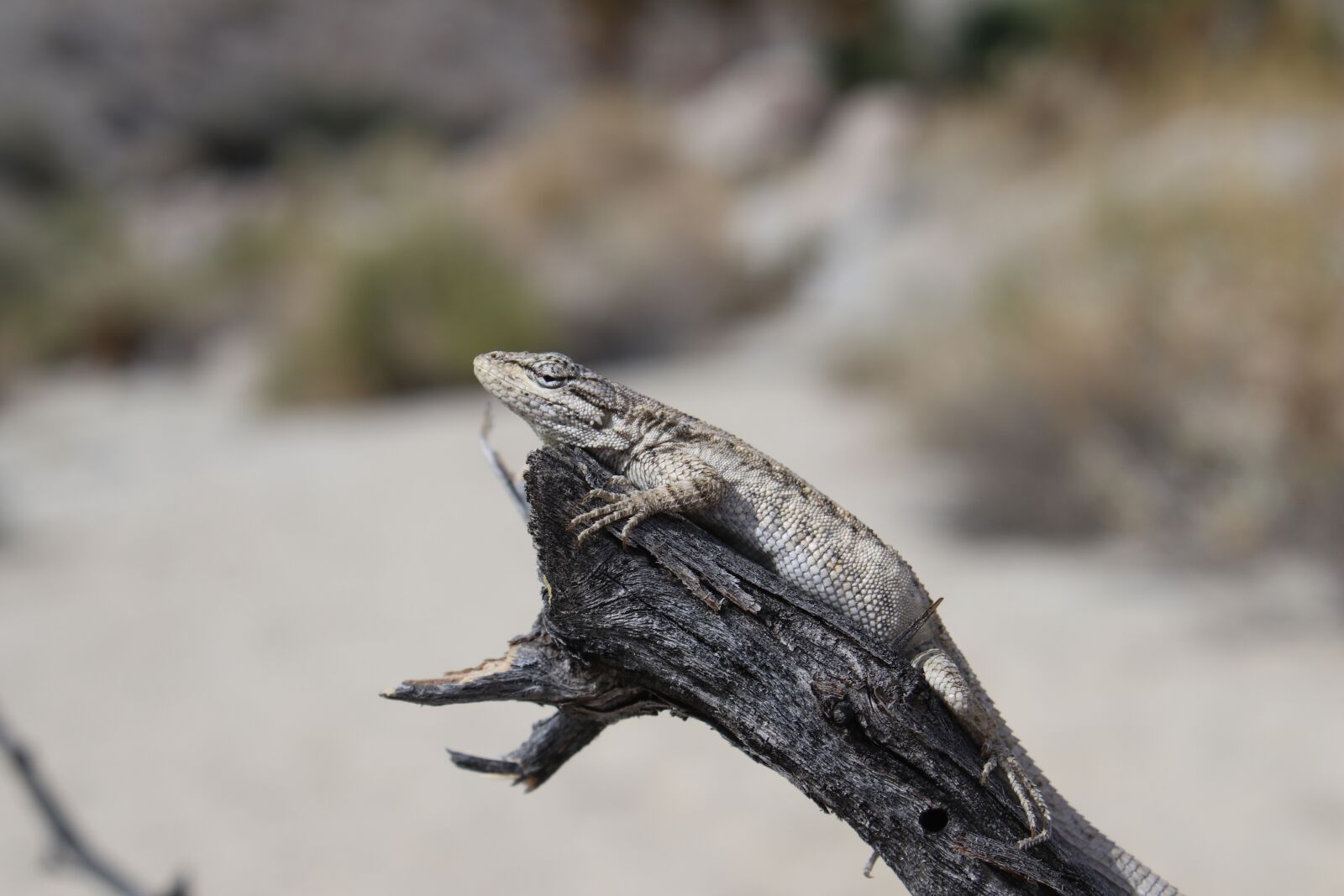 Canon EOS 80D sample photo. Brush lizard, long-tailed brush photography