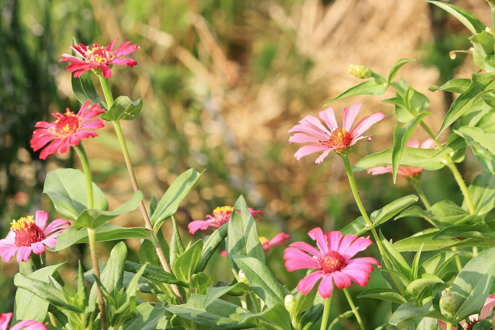 Canon EOS 1000D (EOS Digital Rebel XS / EOS Kiss F) sample photo. Flower, pink, spring photography