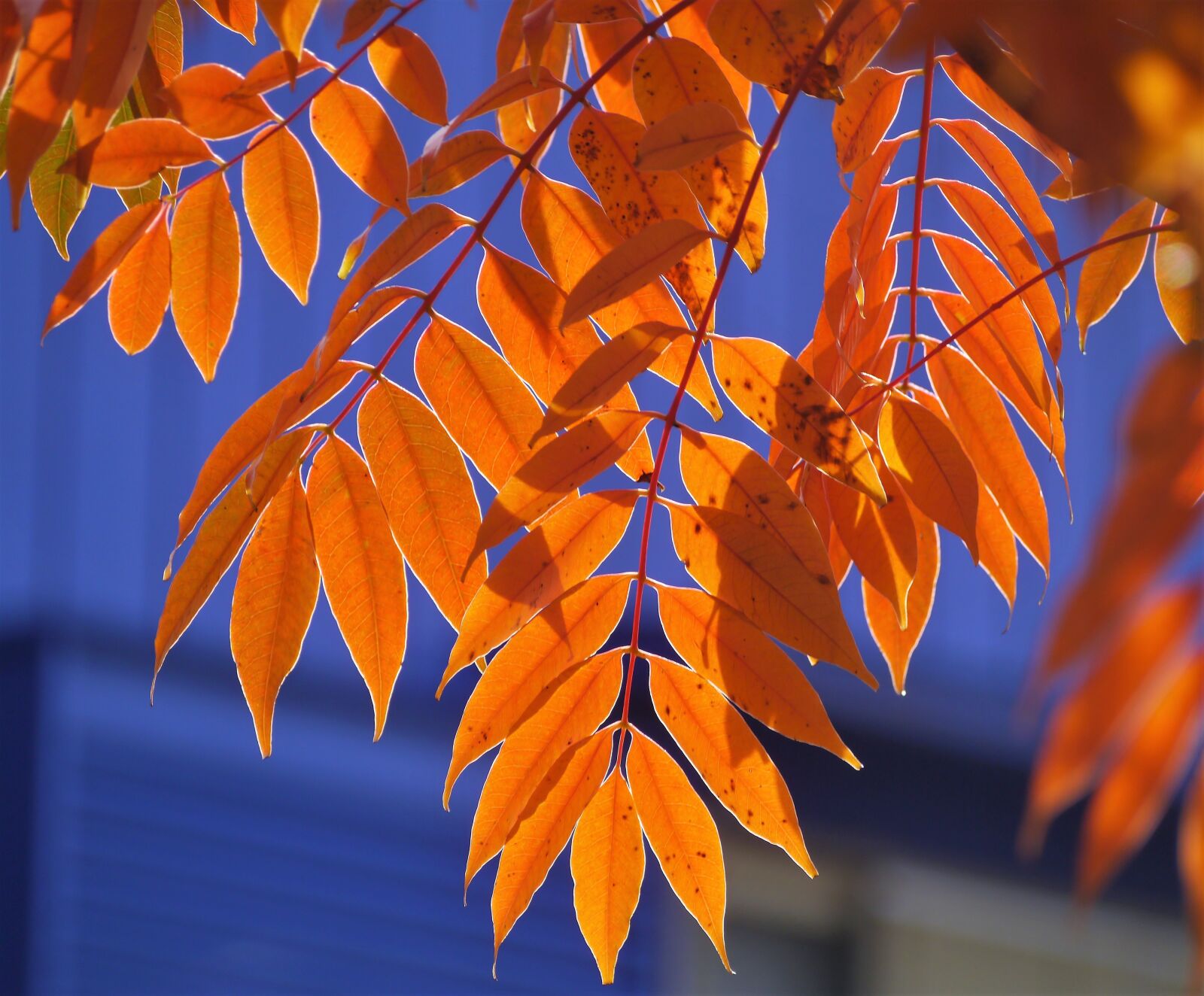 Panasonic Lumix DMC-GX1 sample photo. Yellow leaves, autumnal leaves photography