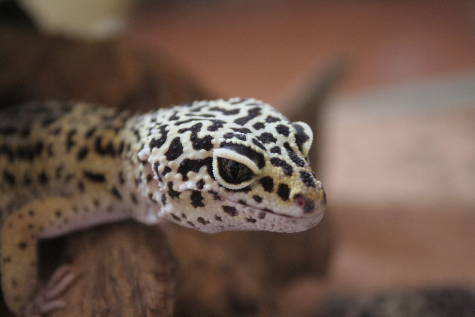 Canon EOS 350D (EOS Digital Rebel XT / EOS Kiss Digital N) sample photo. Gecko, leopard gecko, geckos photography