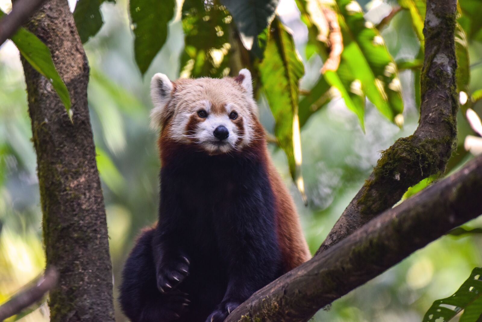 Nikon D810 sample photo. Panda, red panda, bearcat photography