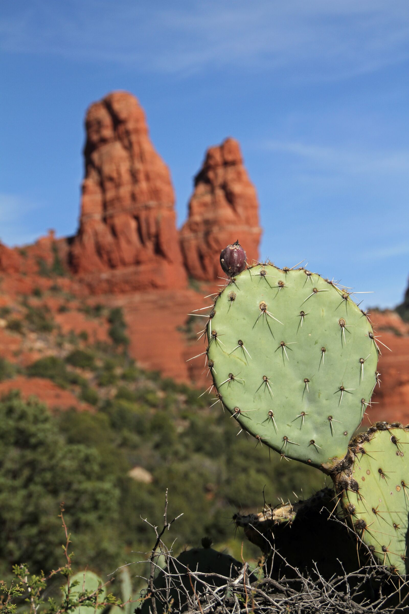 Canon EOS 7D sample photo. Cactus, sedona, arizona photography