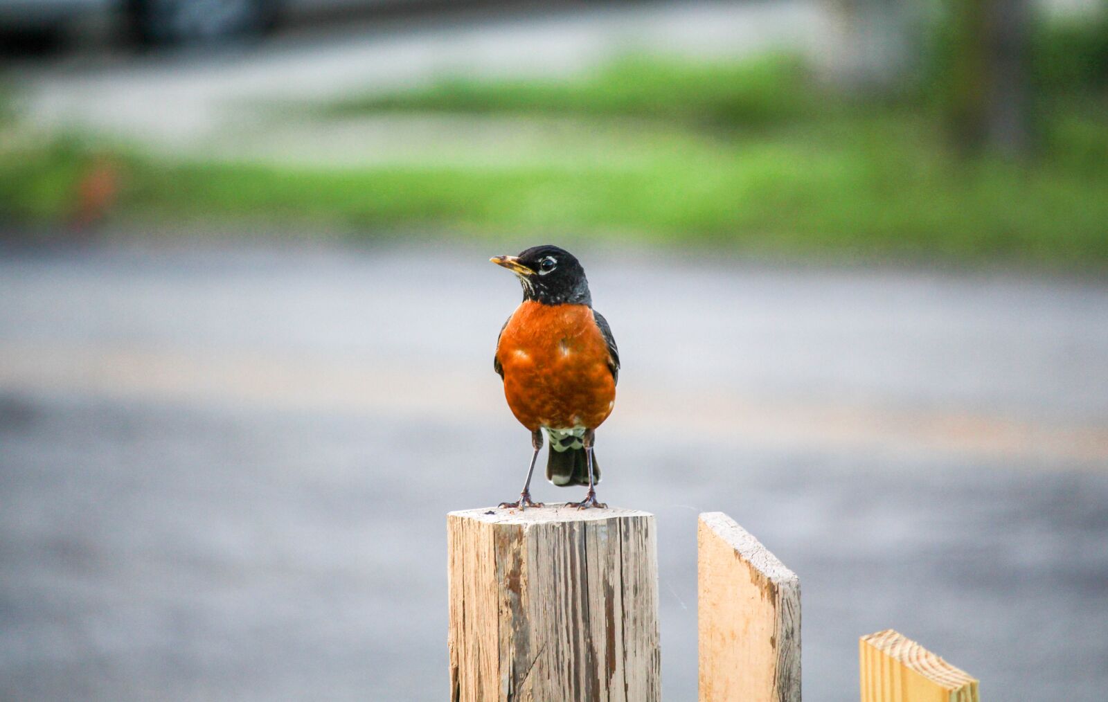 Canon EOS 700D (EOS Rebel T5i / EOS Kiss X7i) + Canon EF-S 55-250mm F4-5.6 IS STM sample photo. Robin, bird, wood photography