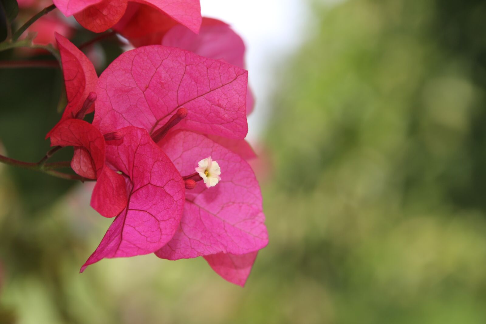 Canon EOS 700D (EOS Rebel T5i / EOS Kiss X7i) sample photo. Bougainvillea, flower, spring photography
