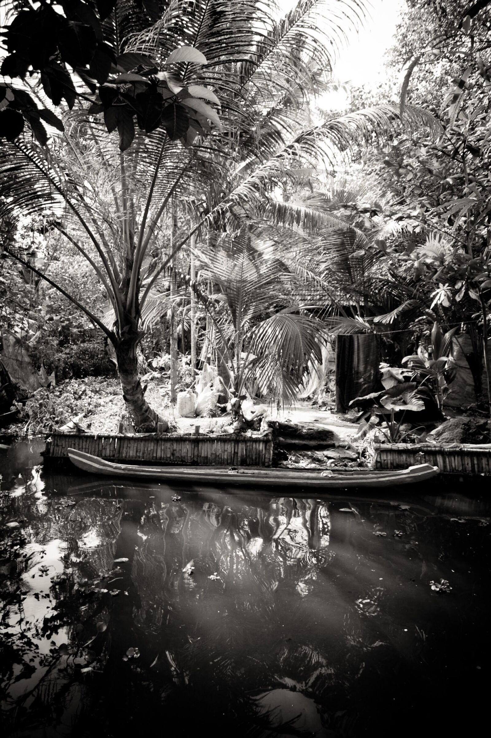 Canon EF-S 18-55mm F3.5-5.6 II sample photo. India, kerala, palm trees photography