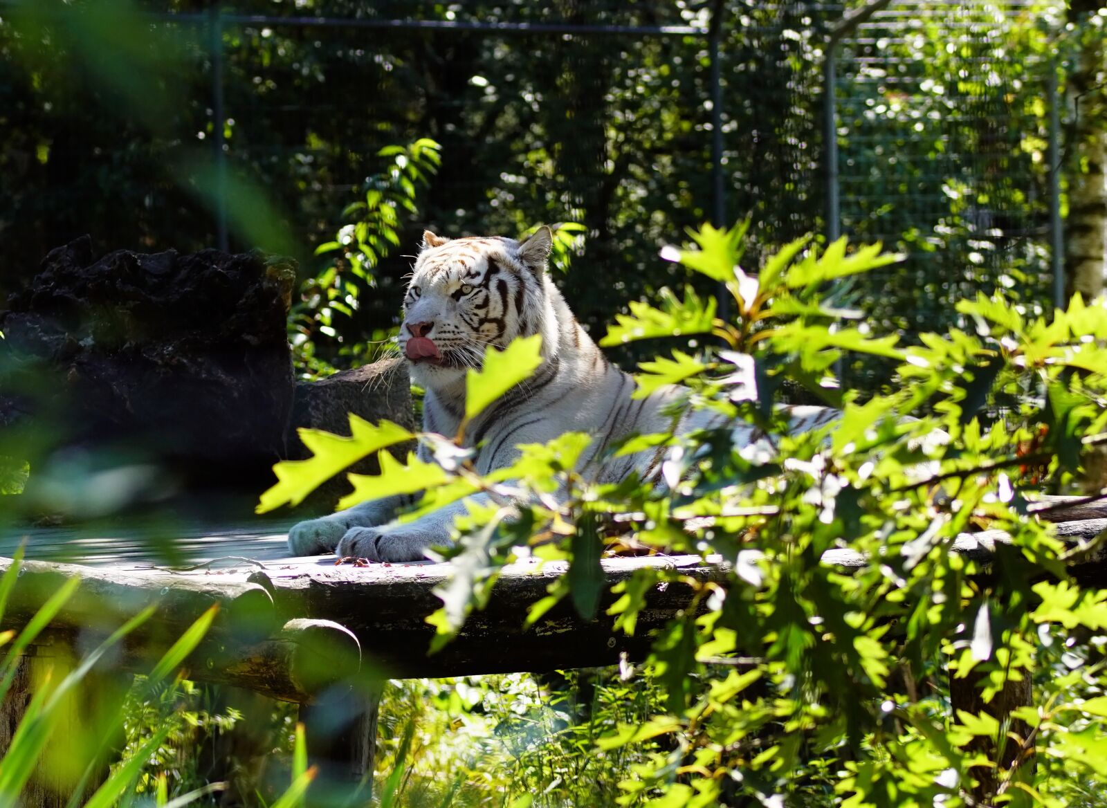 Sony SLT-A68 + 105mm F2.8 sample photo. White tiger, india, animal photography