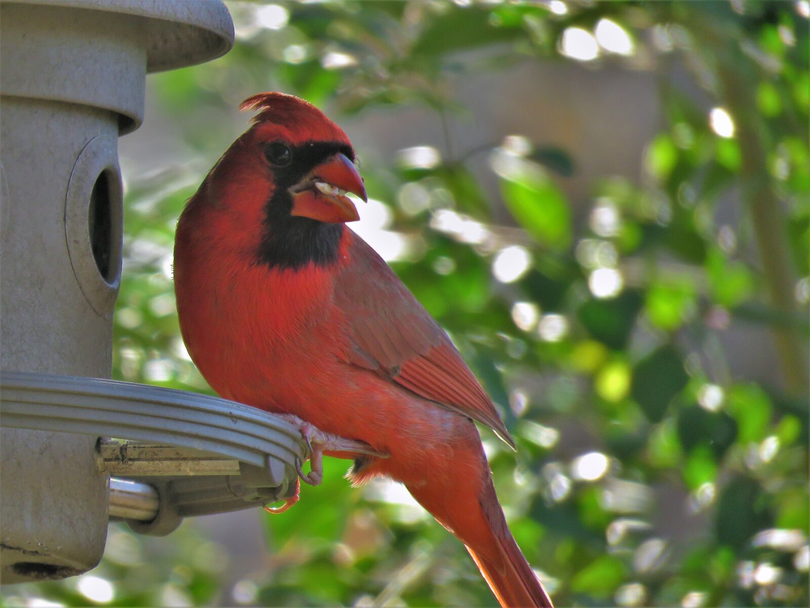 Canon PowerShot SX60 HS sample photo. Red bird, cardinal, wildlife photography