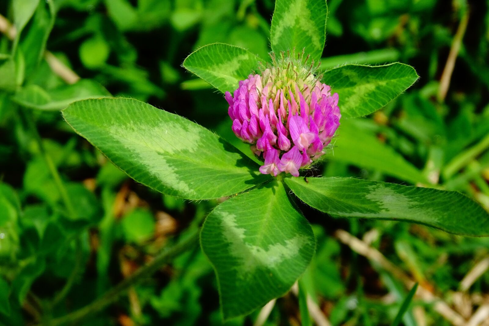 Sony Cyber-shot DSC-HX400V sample photo. Clover, red clover, wild photography