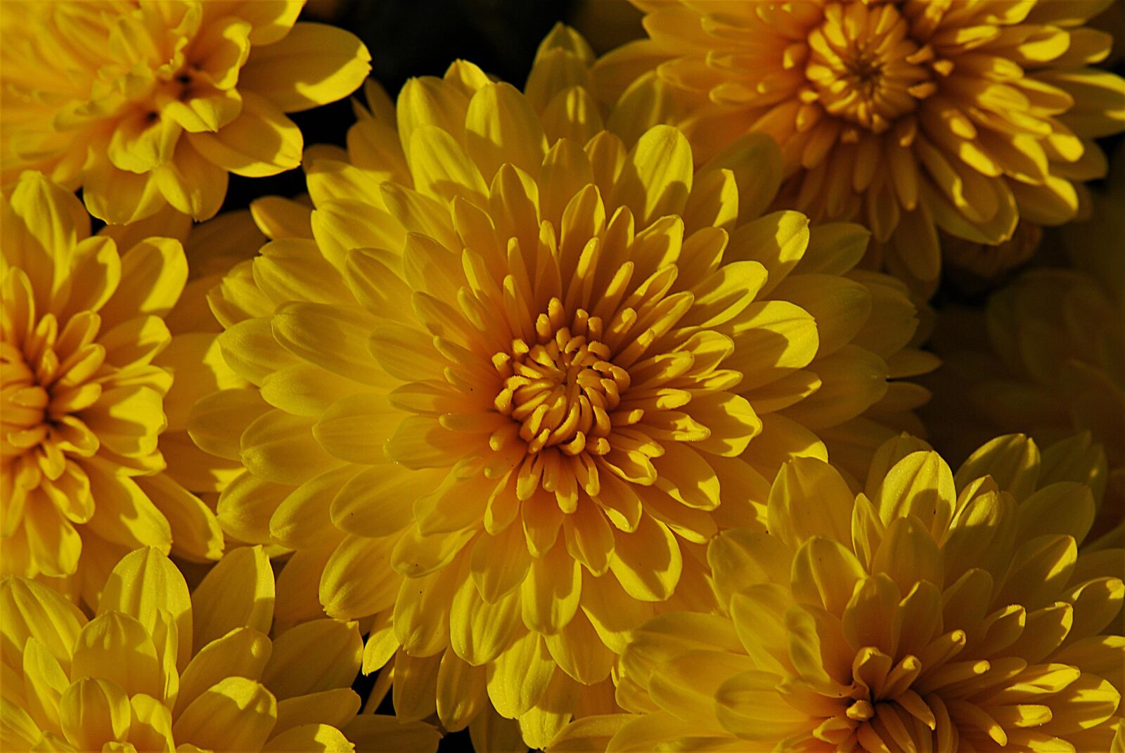 Nikon D80 sample photo. Flowers, yellow, chrysanthemums photography