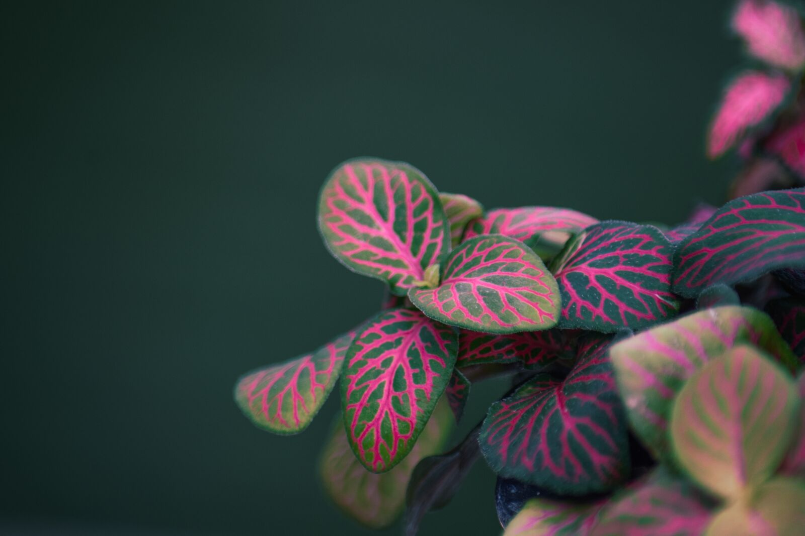 Nikon D5300 sample photo. Fittonia, colour, leaf photography