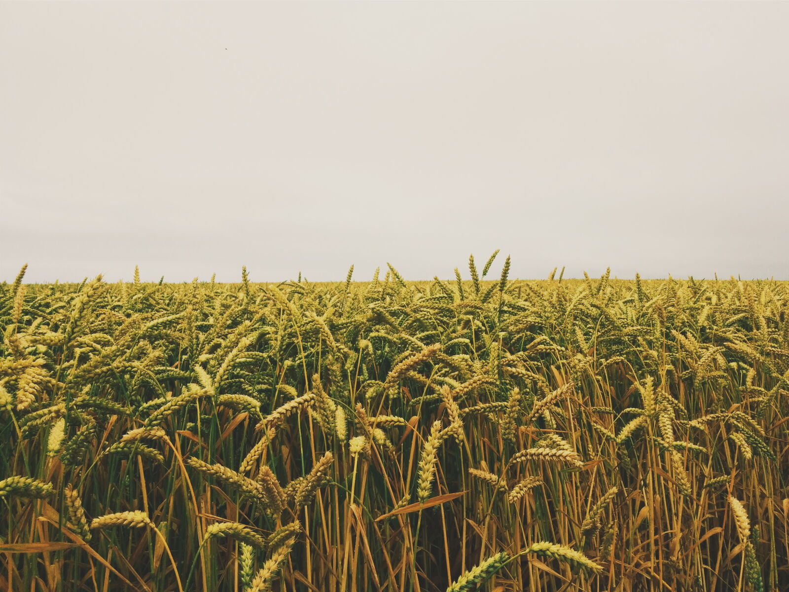 LG Nexus 5 sample photo. Horizon, fields, cornfield, etretat photography