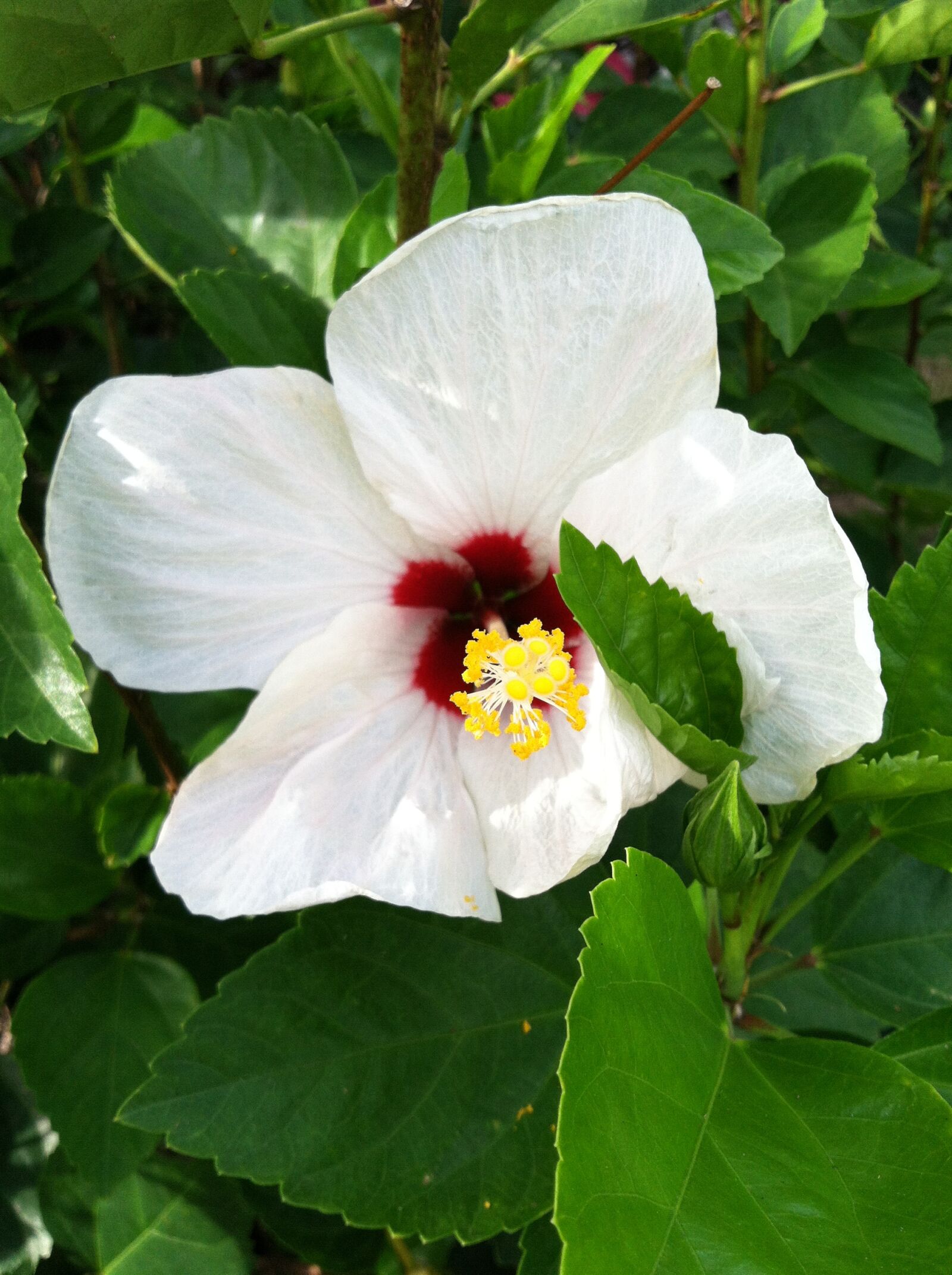 Apple iPhone 4 sample photo. Hibiscus, flower, tropical photography