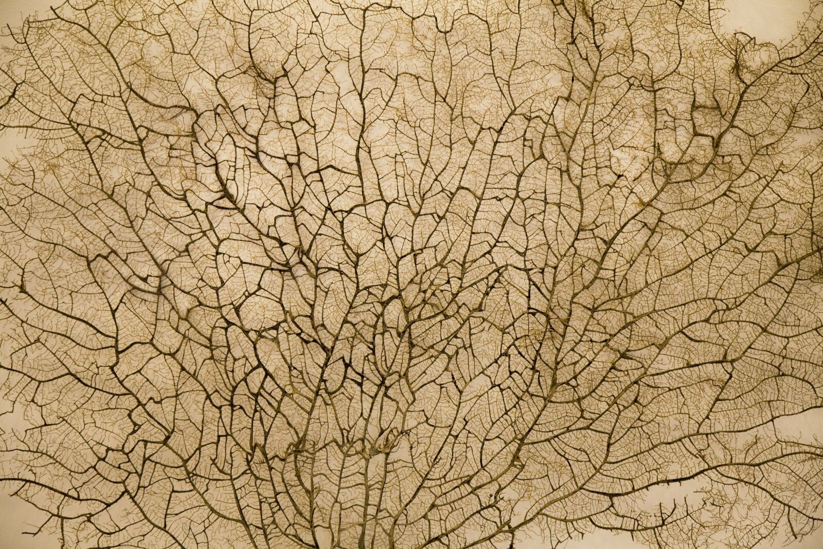Canon EOS 5D sample photo. Texture, pattern, surface photography