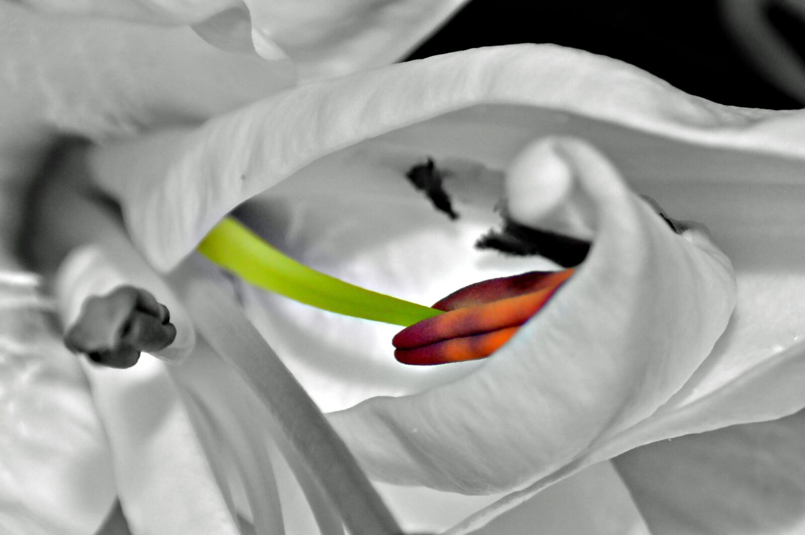 Nikon D3200 sample photo. Lily, stamen, color burst photography