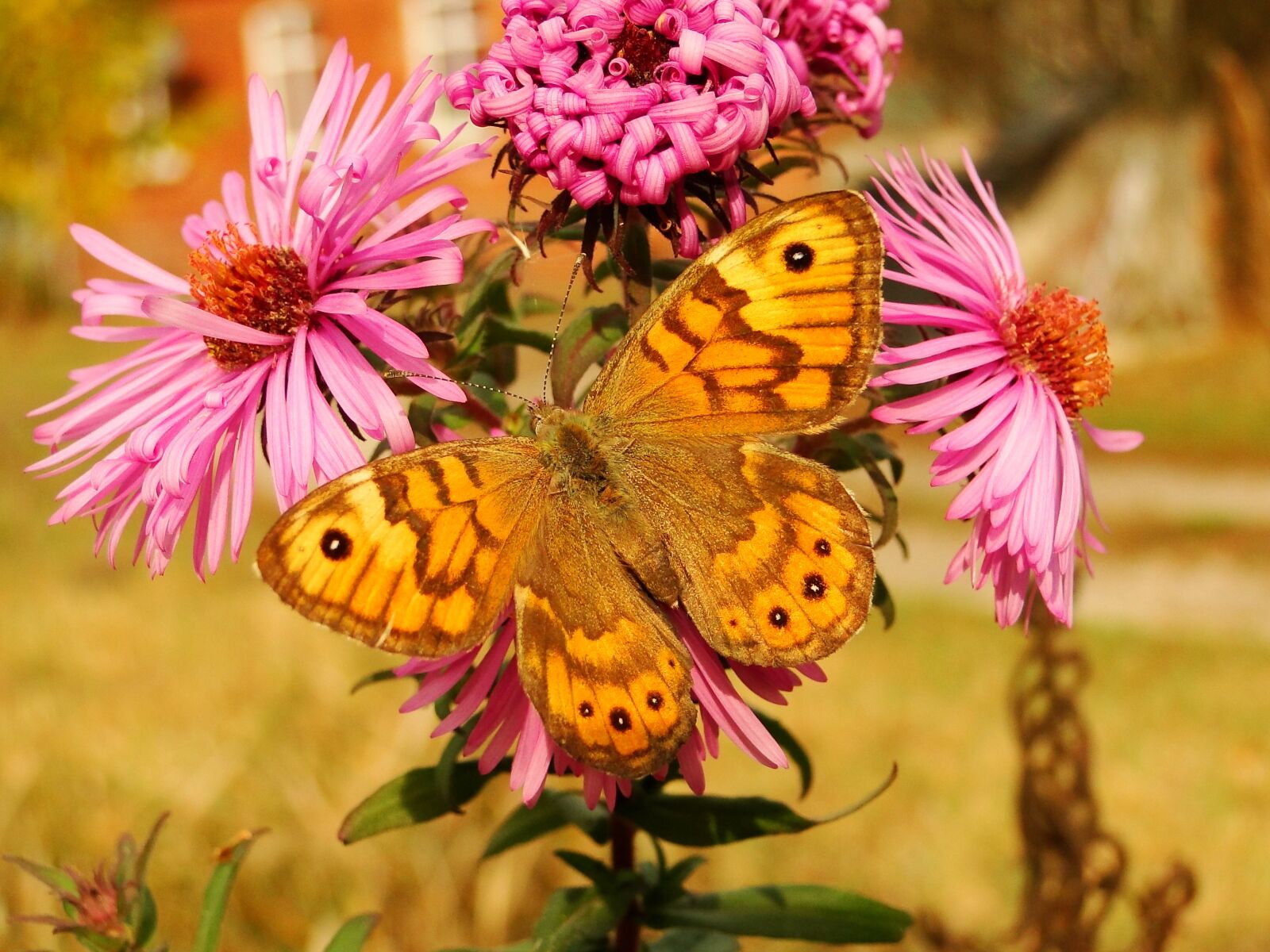 Sony Cyber-shot DSC-HX1 sample photo. Nature, insect, flower photography