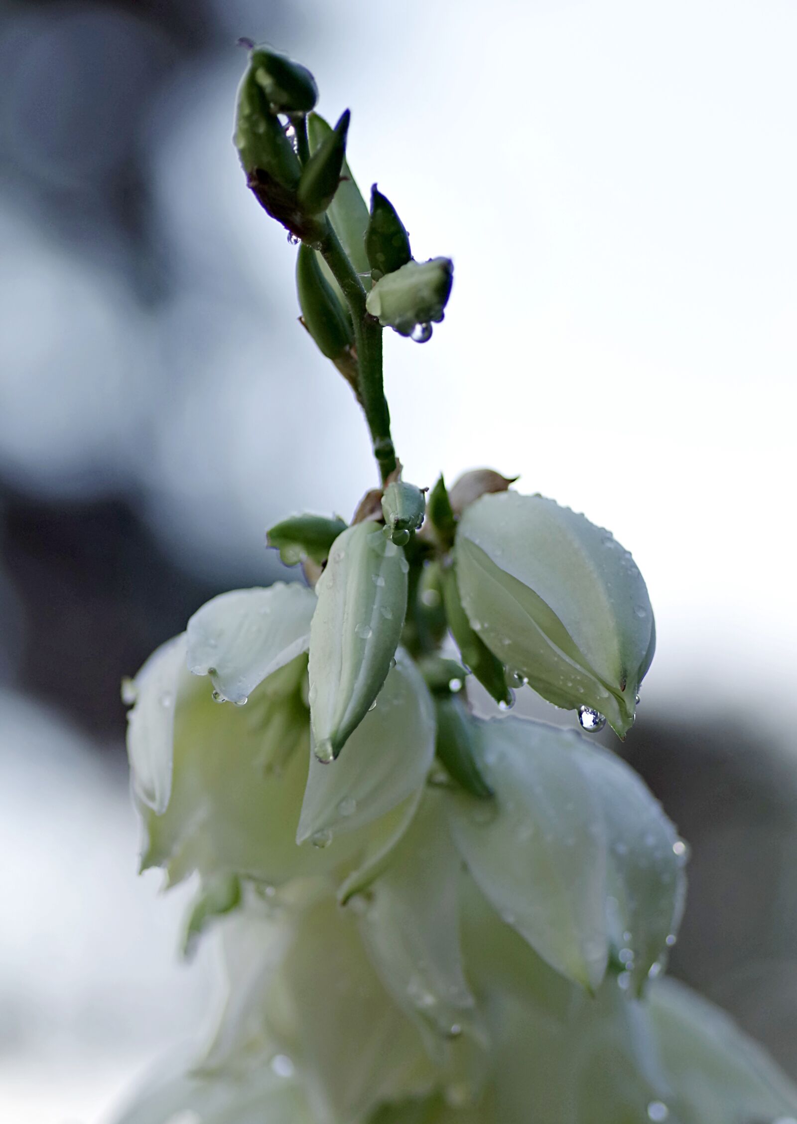Pentax K-S2 sample photo. Flower, rain, drops photography
