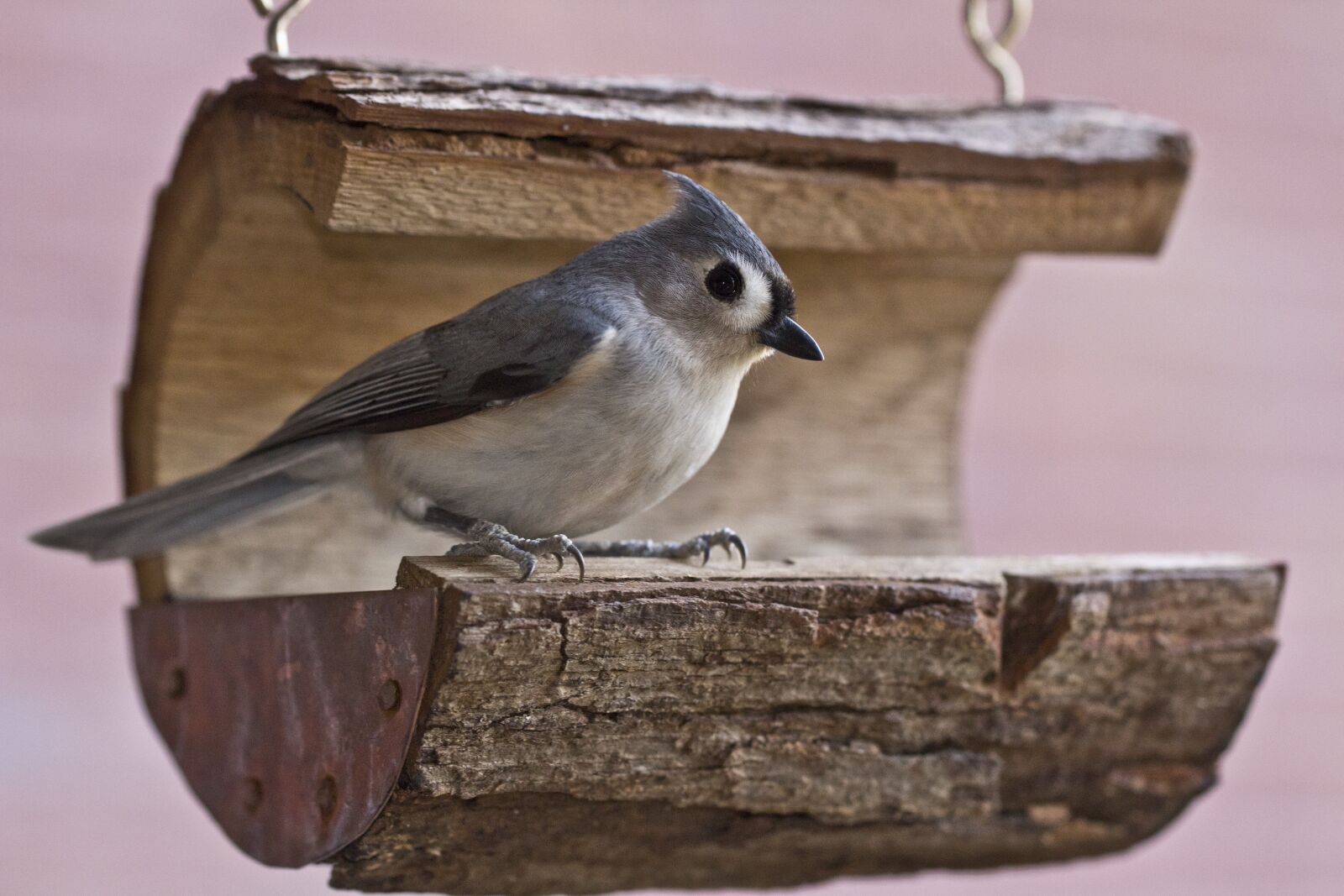 Canon EOS 700D (EOS Rebel T5i / EOS Kiss X7i) sample photo. Tufted titmouse, bird, titmouse photography