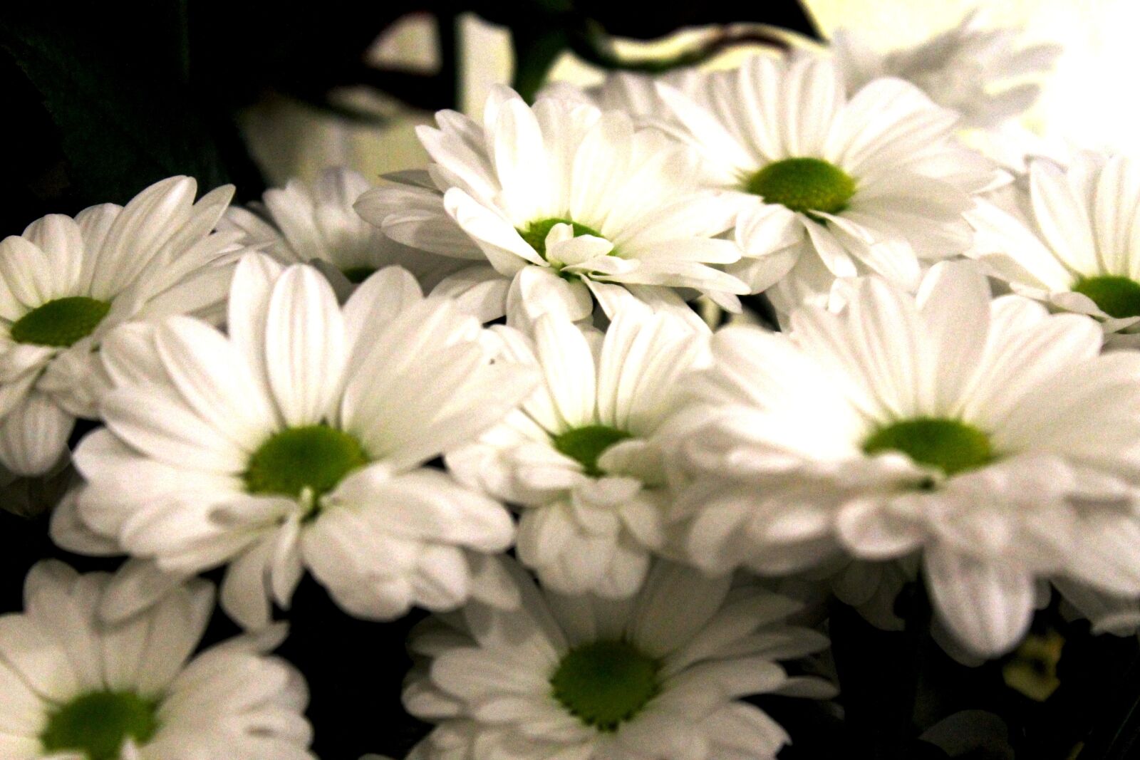 Canon EOS 1100D (EOS Rebel T3 / EOS Kiss X50) sample photo. Flowers, chrysanthemum, autumn photography
