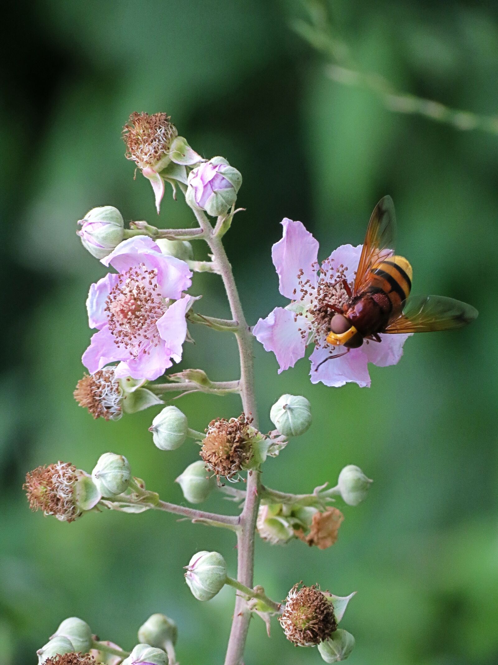 4.3 - 150.5 mm sample photo. Moscow, flowers, bramble photography