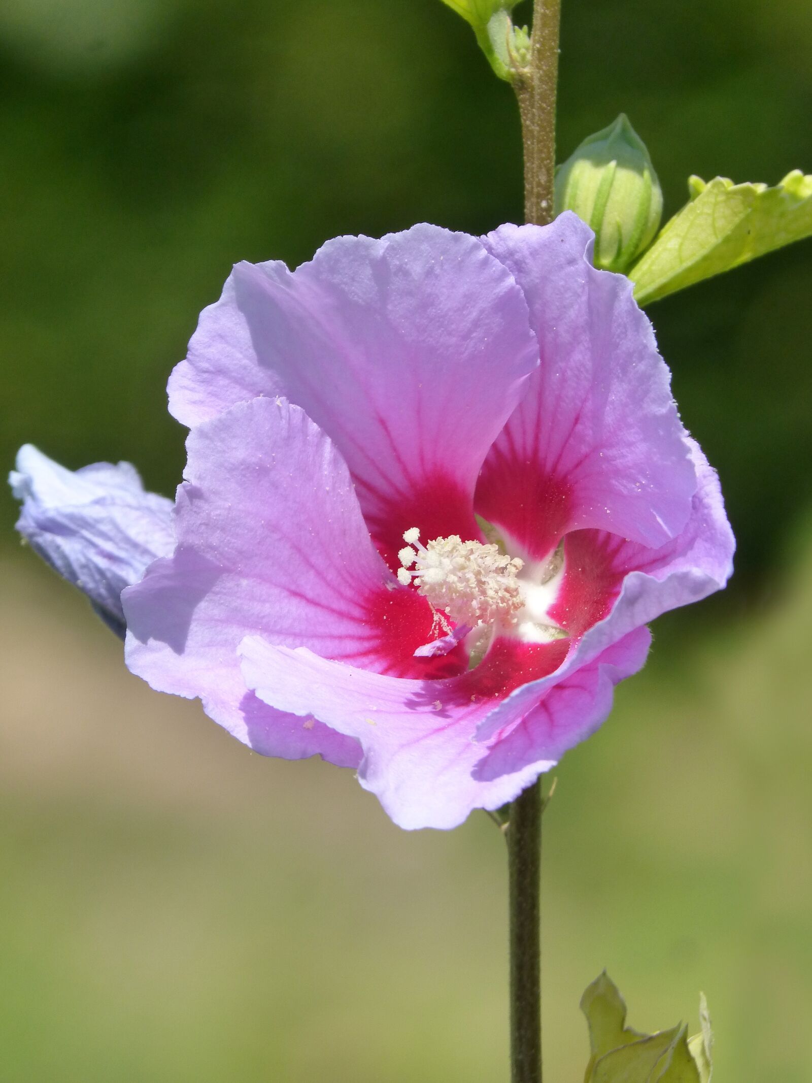 Panasonic DMC-FZ62 sample photo. Hibiscus, purple hibiscus, flower photography