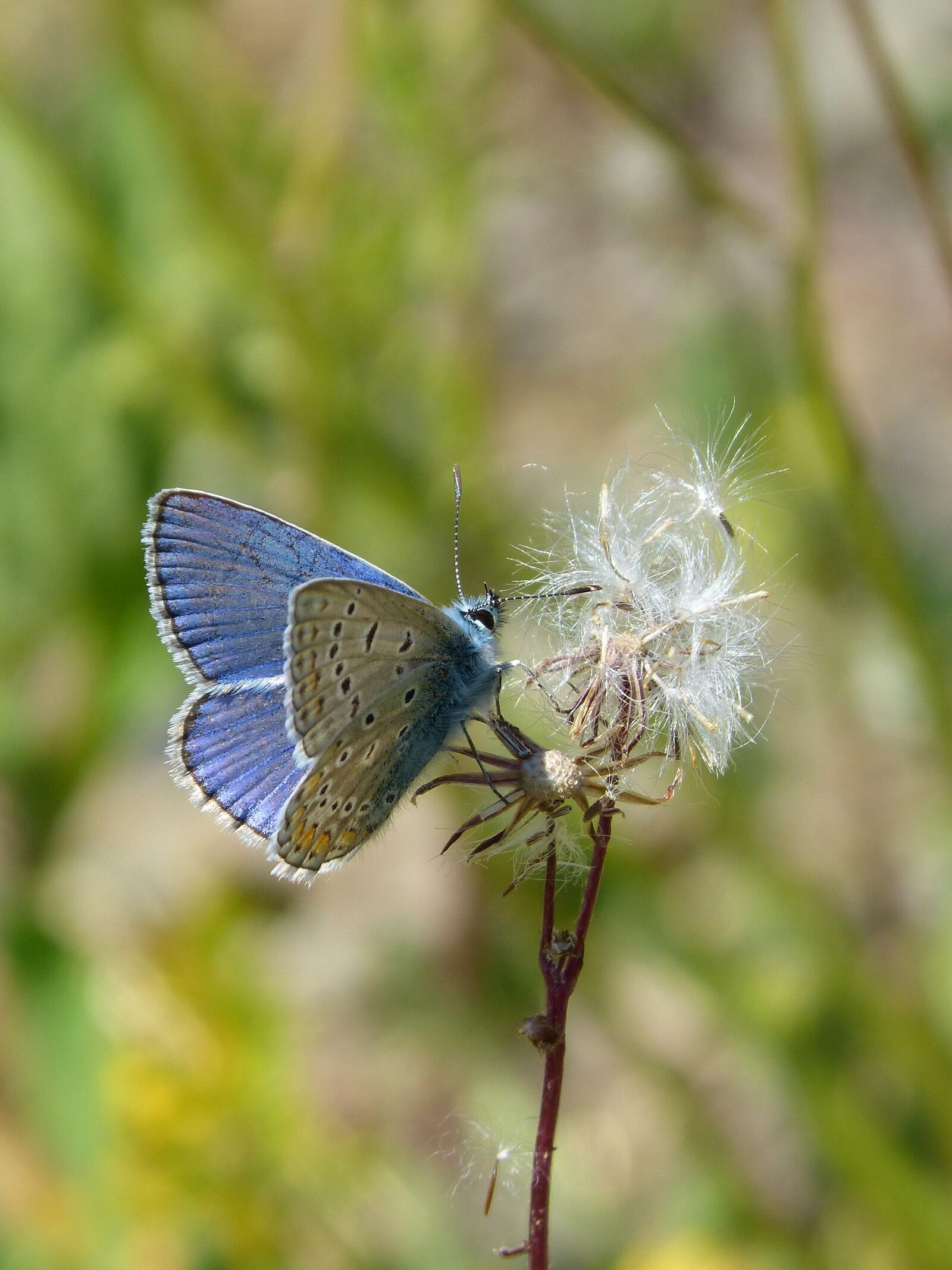 Panasonic DMC-FZ62 sample photo. Blue butterfly, blaveta of photography
