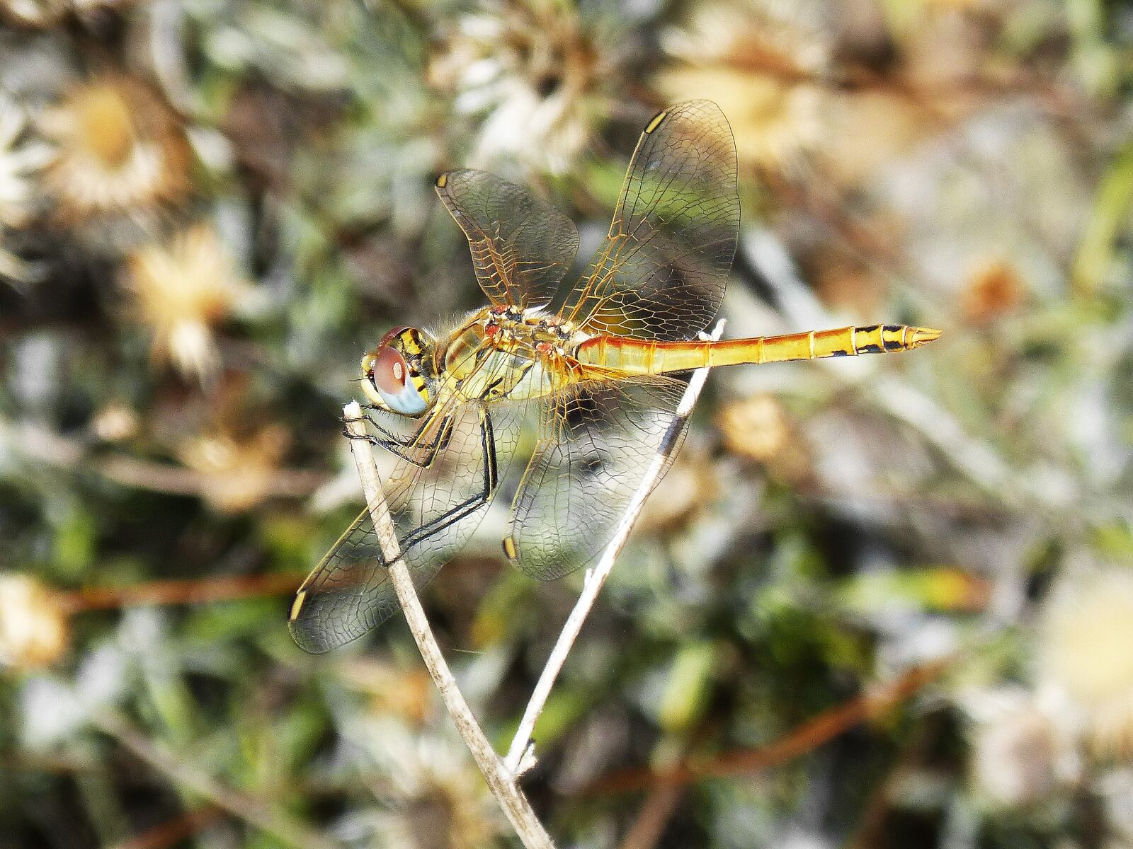 Panasonic DMC-FZ62 sample photo. Dragonfly, insect, colors photography