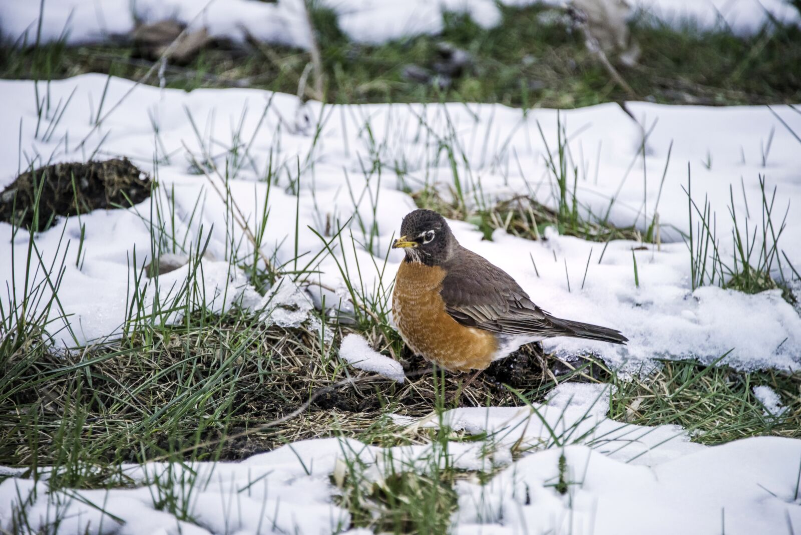 Nikon D800 sample photo. Birds, robin, nature photography