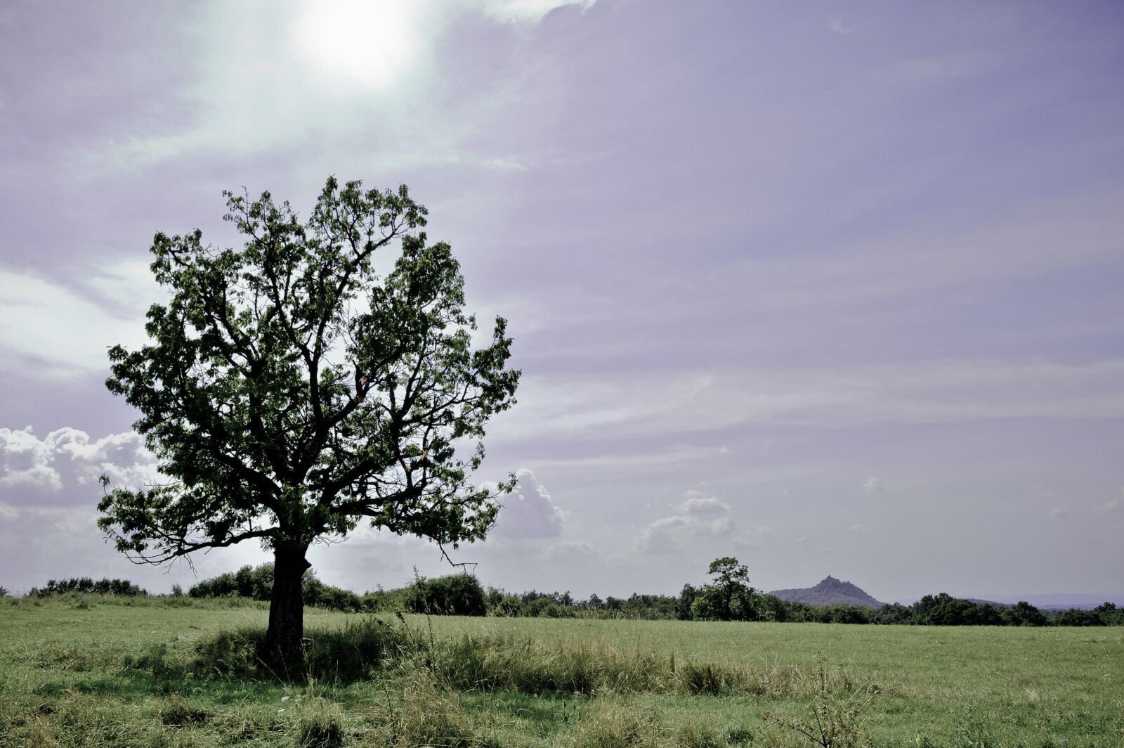 Nikon D3200 sample photo. Somoskő, tree, landscape photography