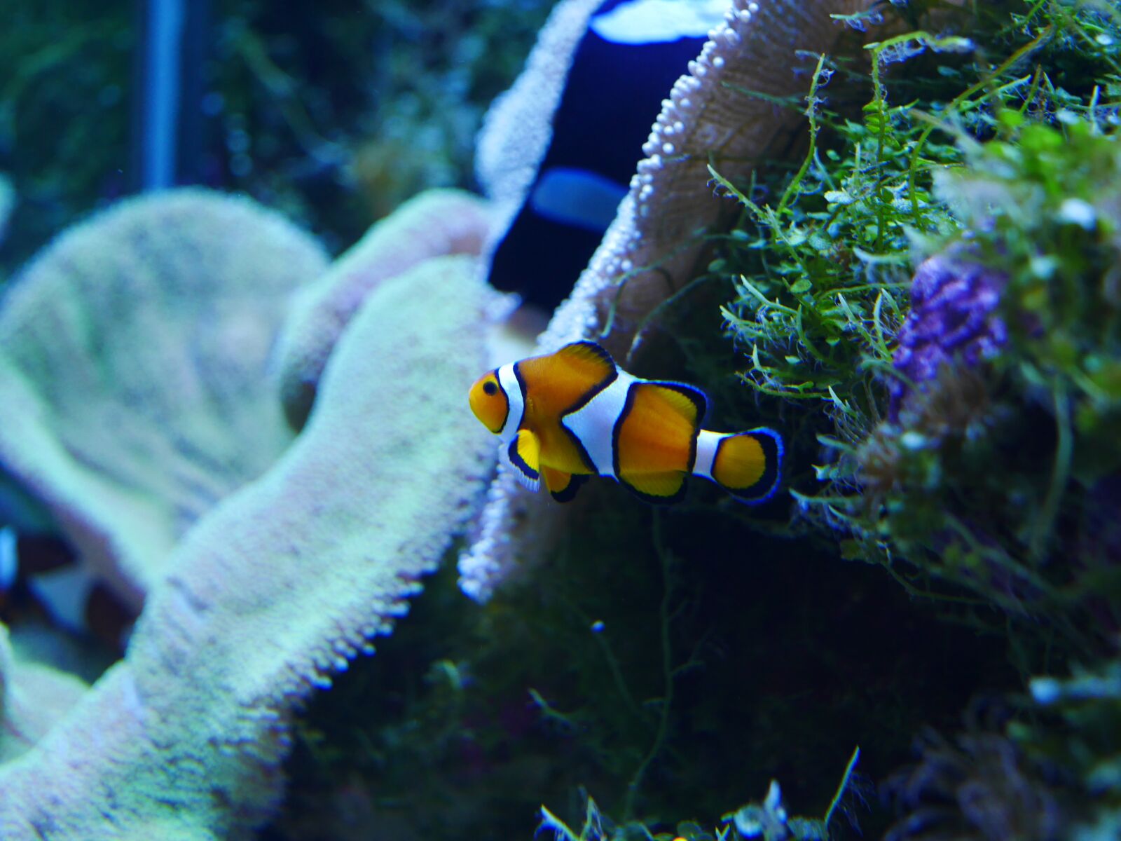 Panasonic Lumix DMC-GX7 sample photo. Nemo, finding nemo, clownfish photography