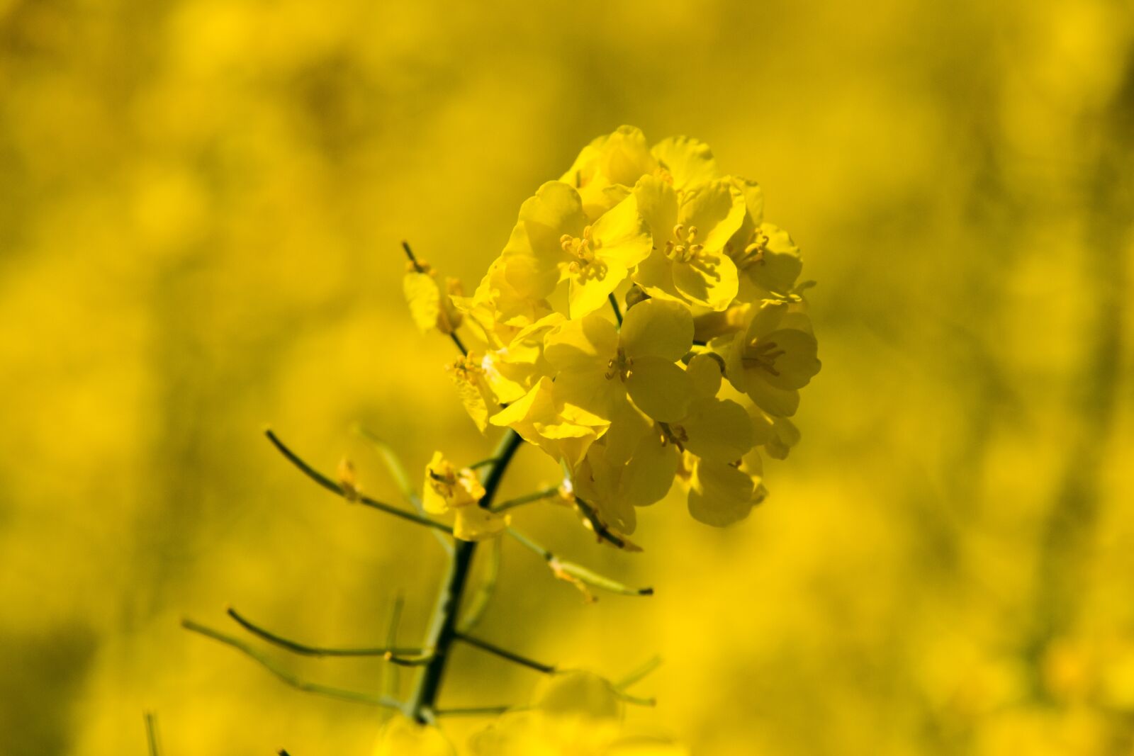 Nikon D3300 sample photo. Nature, flower, plant photography