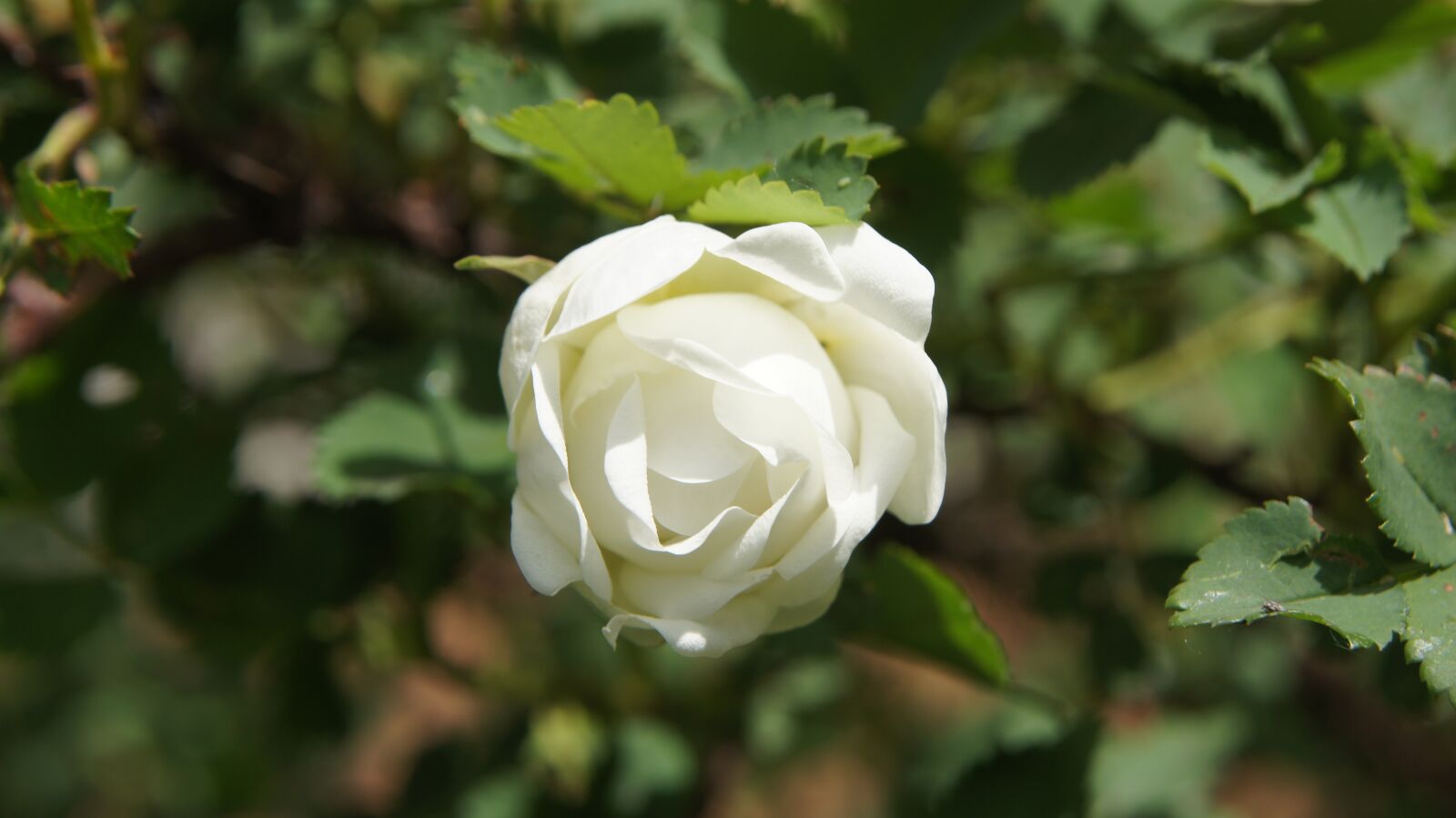 Sony SLT-A55 (SLT-A55V) sample photo. Wild rose, bush rose photography