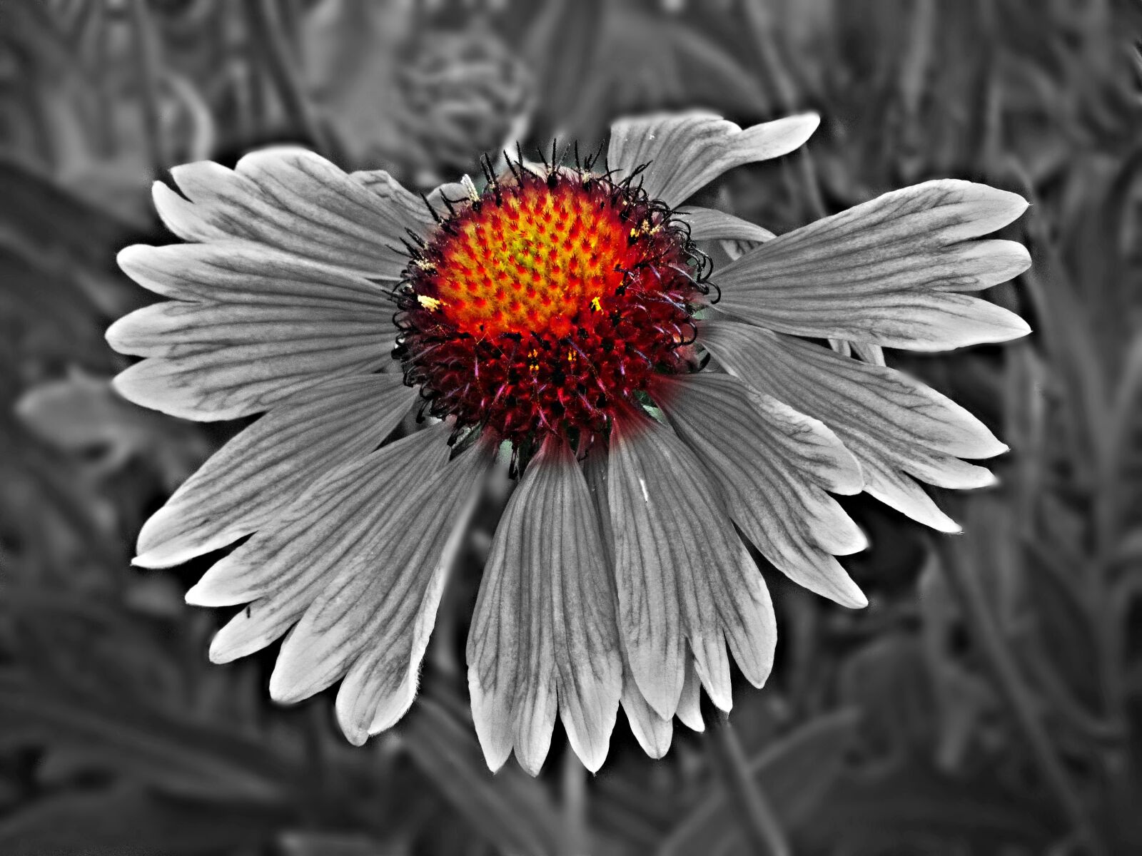 Canon PowerShot SX30 IS sample photo. Flower, spring, nature photography