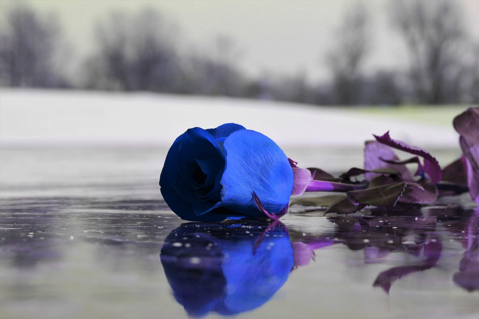Canon EOS 600D (Rebel EOS T3i / EOS Kiss X5) + Canon EF 50mm F1.8 II sample photo. Blue rose on ice photography