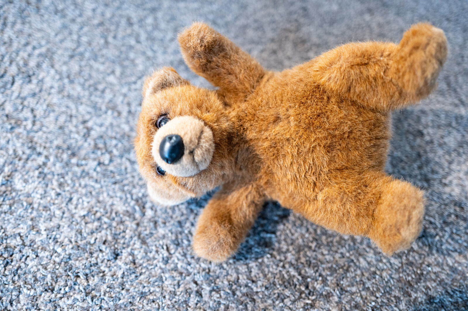 SUMMILUX 1:1.7/28 ASPH. sample photo. Best friend on the photography